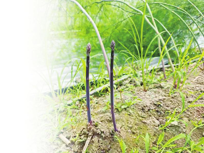 四川芦笋“破土”三连跳