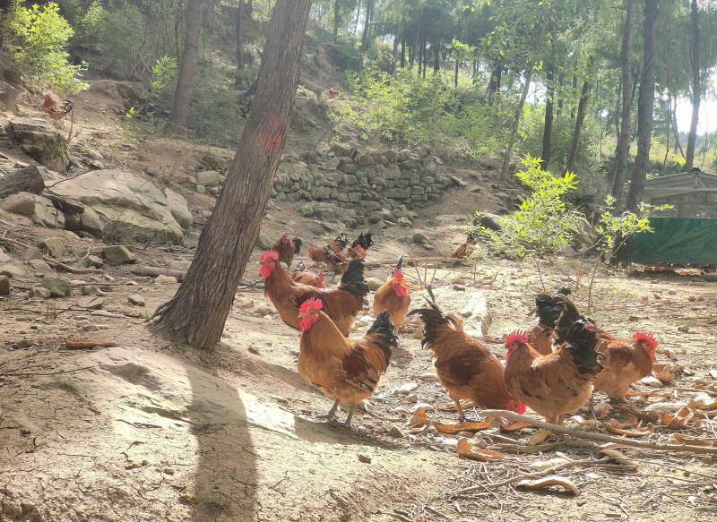 四川首例林权流转全程网办在广元落地