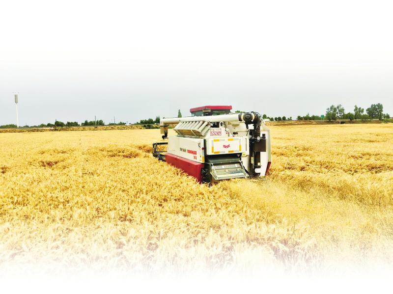 “十四五”时期 四川麦类“川种”实现自给率 100%