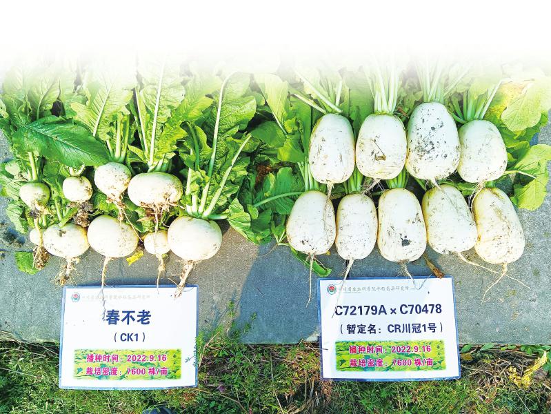 四川首个自研抗根肿病萝卜品种上市