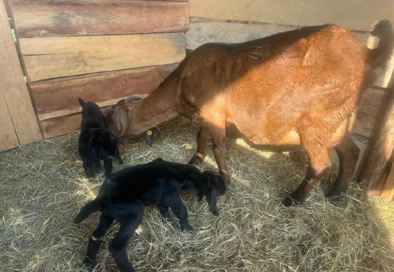 川羊“出海”添新丁 良种跨国结硕果