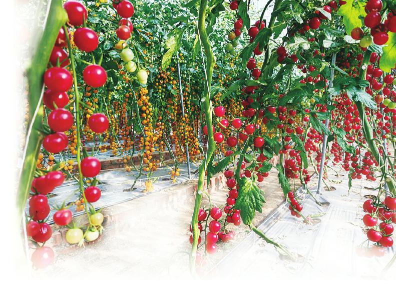 番茄产业迎来风味迭代时刻
