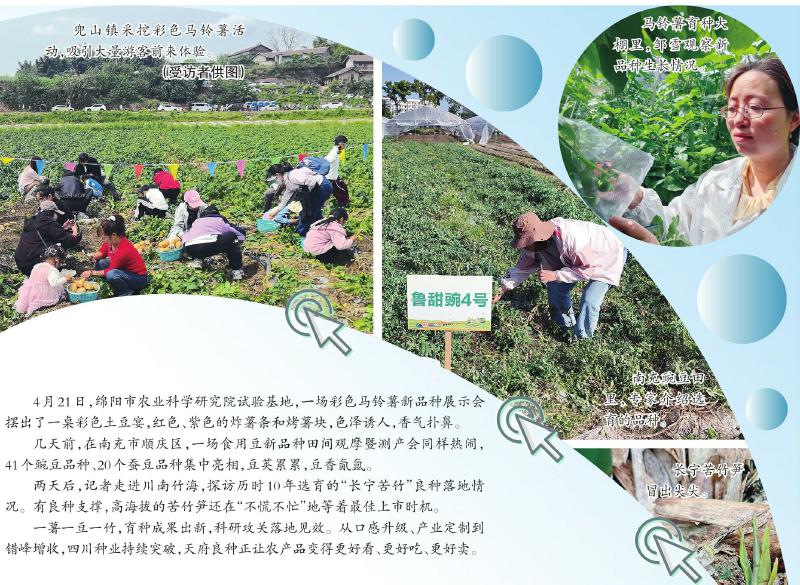 一薯一豆一竹 四川育种攻关快乐“三连击”