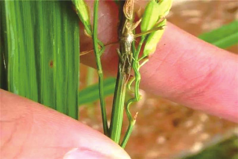 直捣要害,防治"水稻癌症"有新招