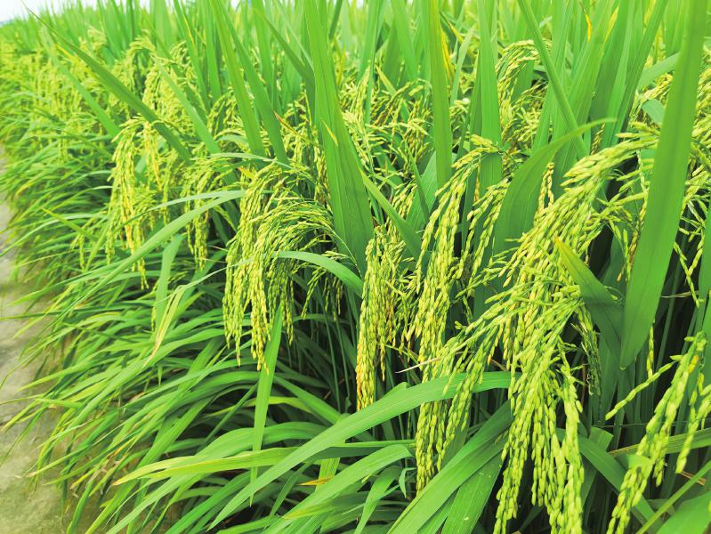 川康优2115长势喜人.