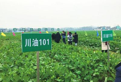 四川首个！油菜新品种“川油101”能抗根肿病(图1)