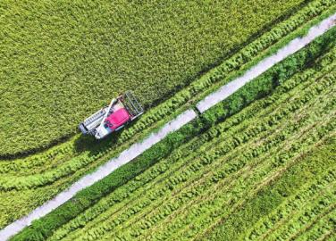 什么时间开始收割稻谷 m_d12f39882c84d2060ebfd3c7b8b0eef6.jpg