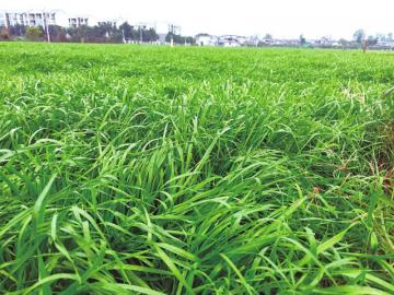 抓地草什么样子 m_b32ed157bb07dd2fb22b0cc291ed4e7c.jpg