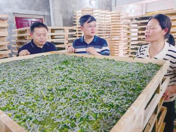 桑蚕吃饲料 又一专用蚕品种通过审定